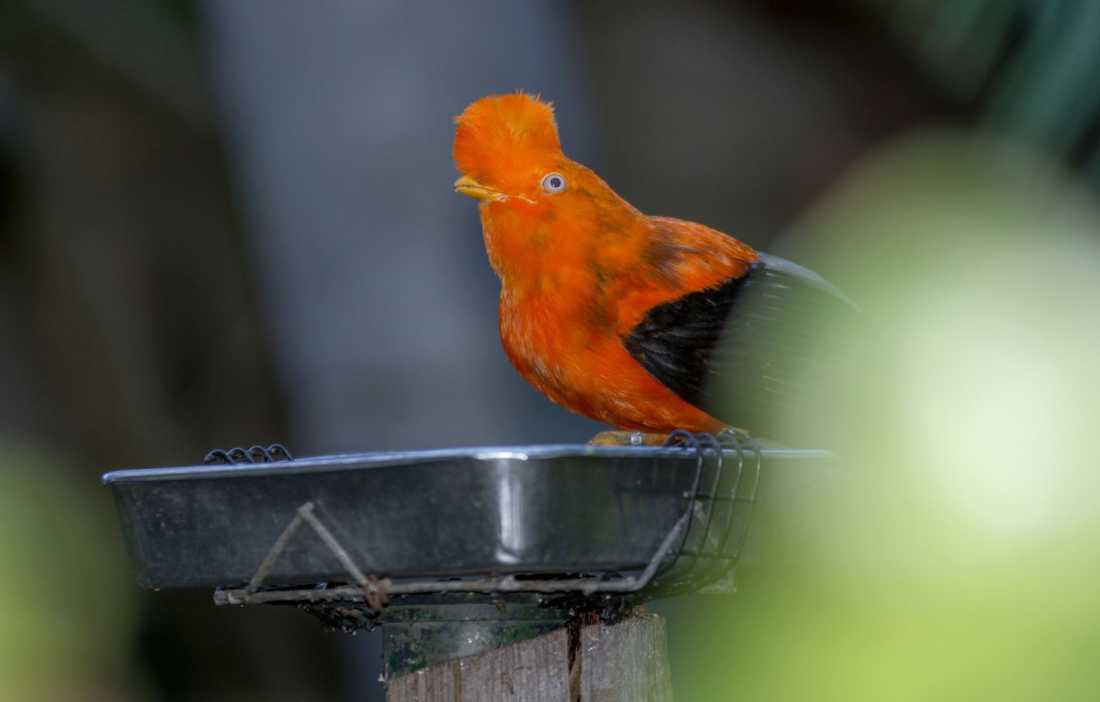 San Diego Zoo Part I 136